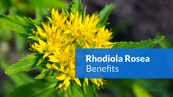 rhodiola-rosea-benefits_111342.png